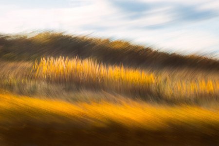 Fields of Gold