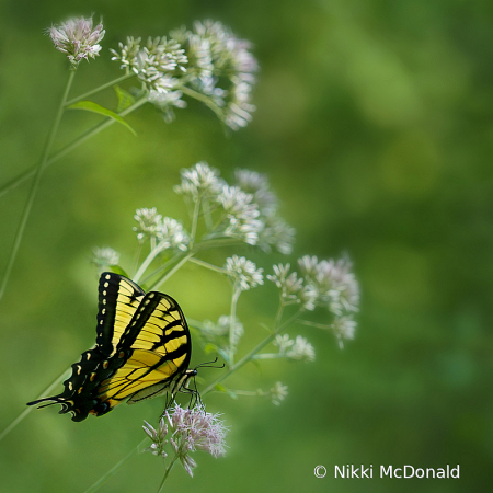 Eastern Swallowtail