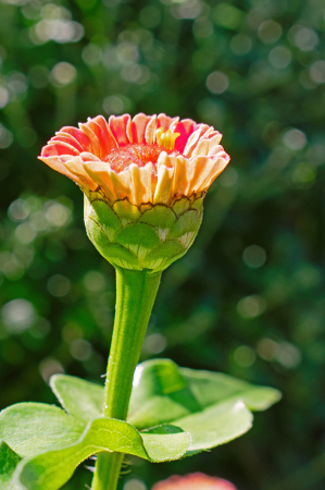 New Zinnia Bloom