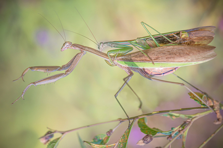 Praying Mantises in Love