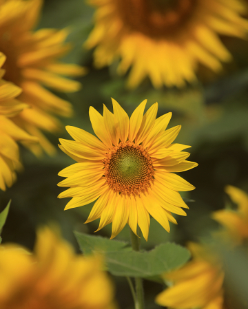 sunflower crowd