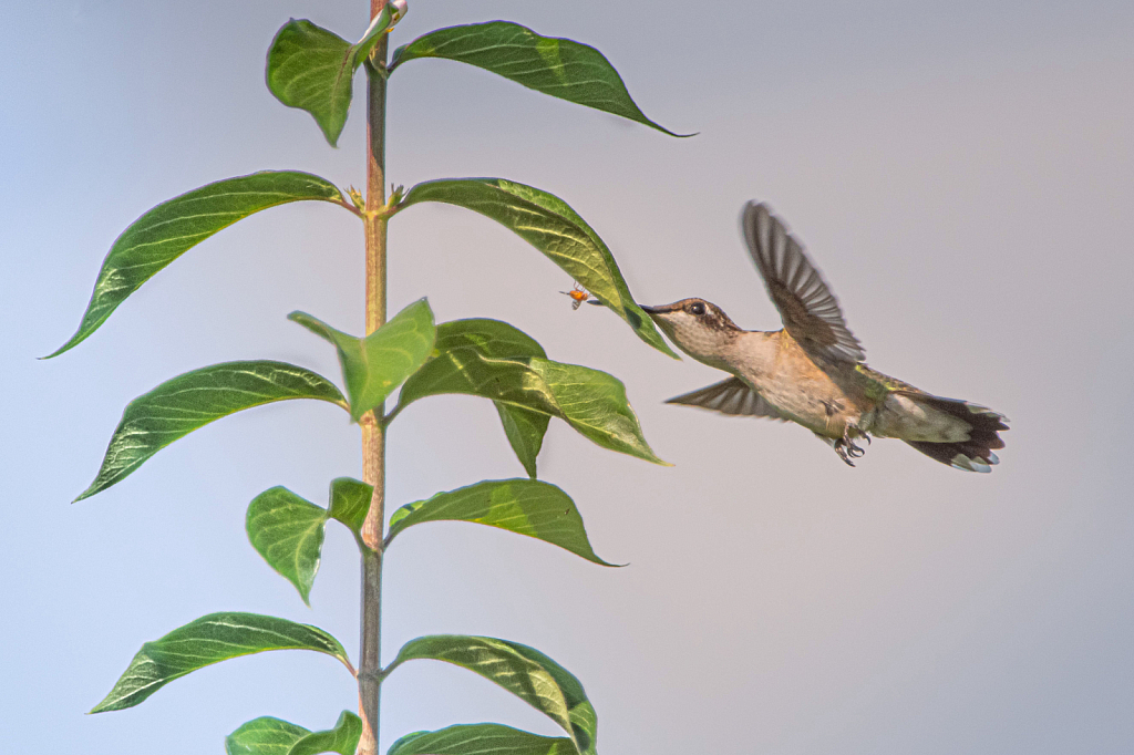 Hummingbird Goes for the Little Orange Fly