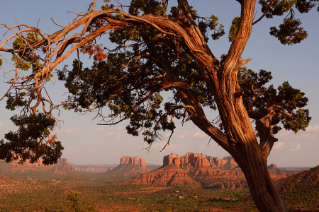 Junipers Are Not Just For Gin