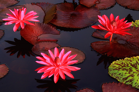 Three Hot Pink Waterlilies