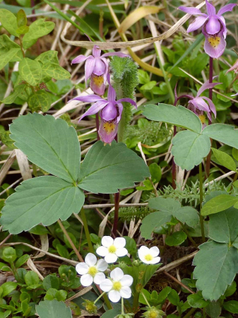 Spring Flora.