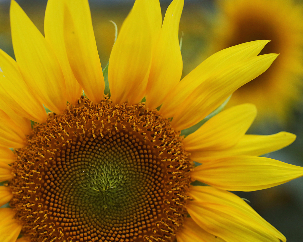 sunflower closeup