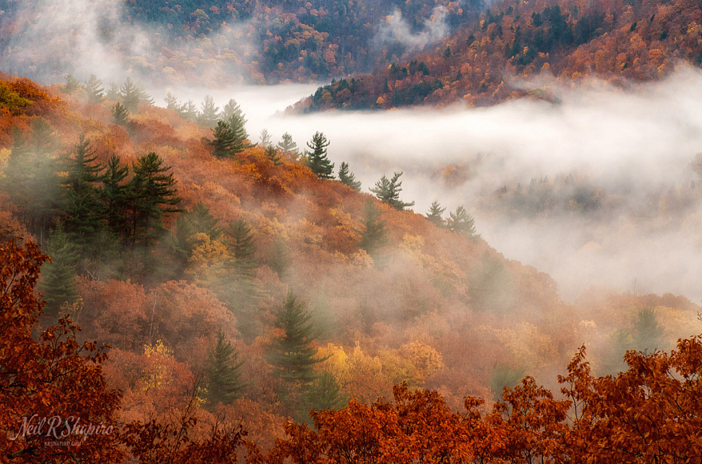 Foggy Fall Foliage - Fantastic!