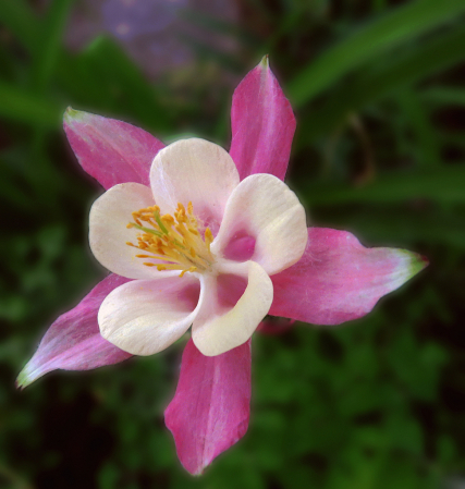 Pink Columbine