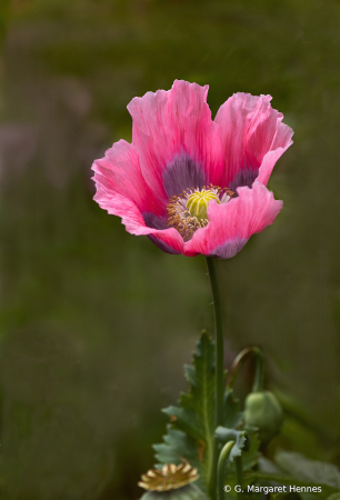 Papaver orientale