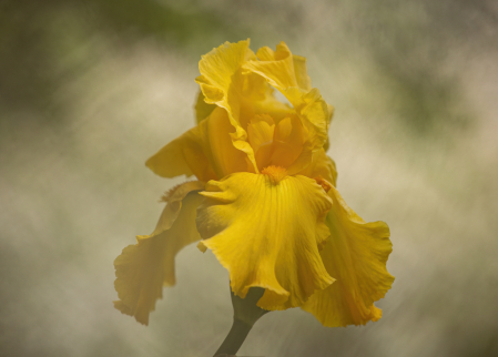 Yellow Iris