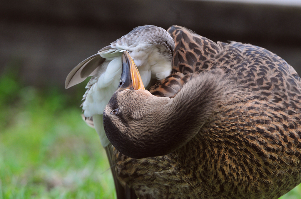 Feathers and fur