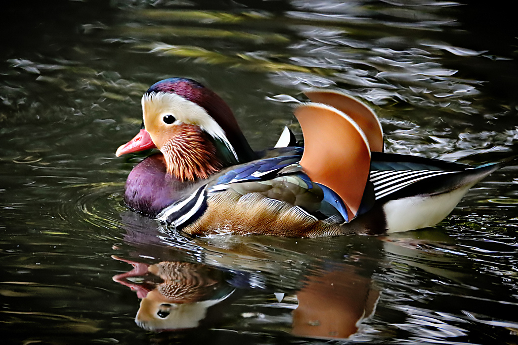 Mandarin Duck