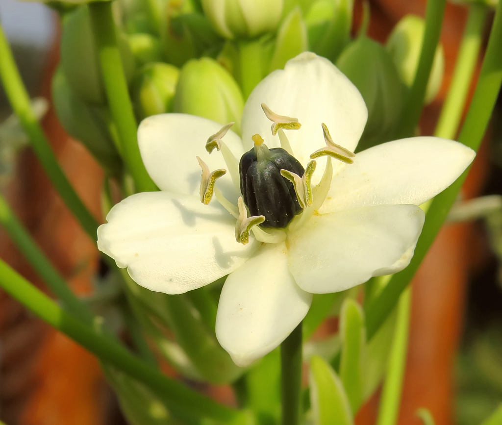 New Flower At The Park