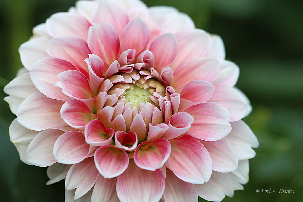 Pink Dahlia