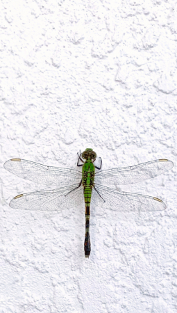 Dragonfly