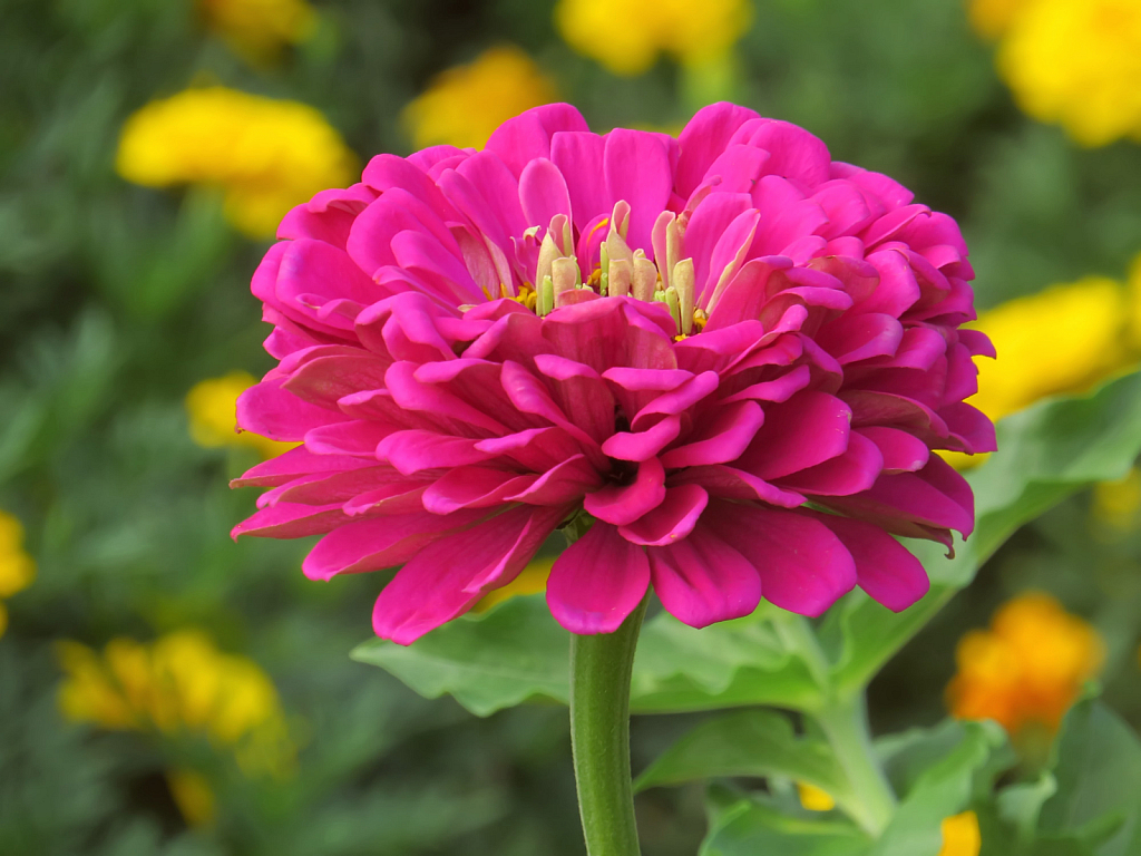 Pretty Pink Flower