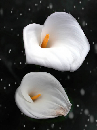 Two Calla Lilies