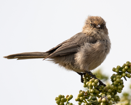 Wrentit