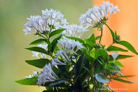 perky pentas.....