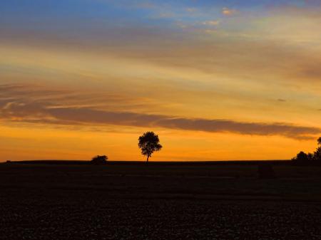 Sunrise Tree