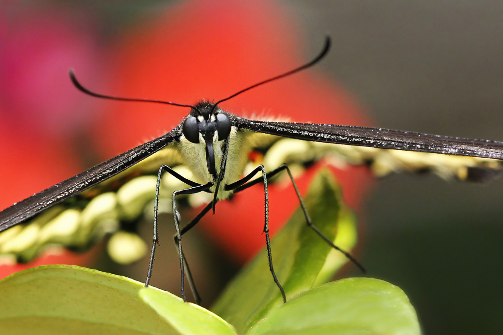 Yellow Swallowtail  