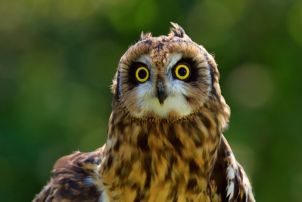 Short Eared Owl