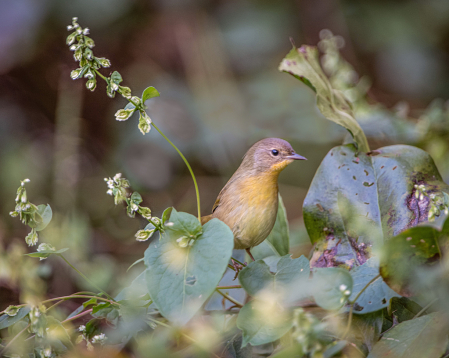 Little Common Yellow Throat