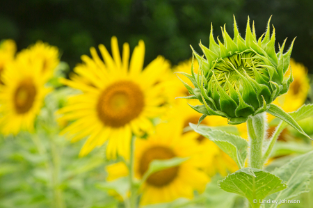 Sunflower to Be