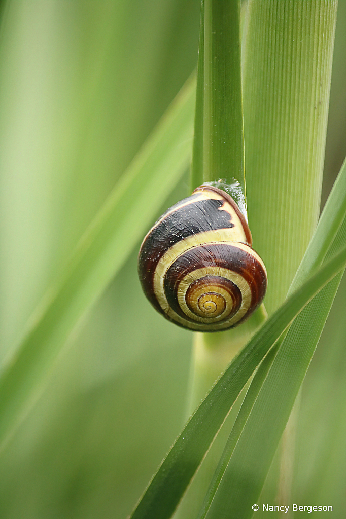 On the blades of Grass