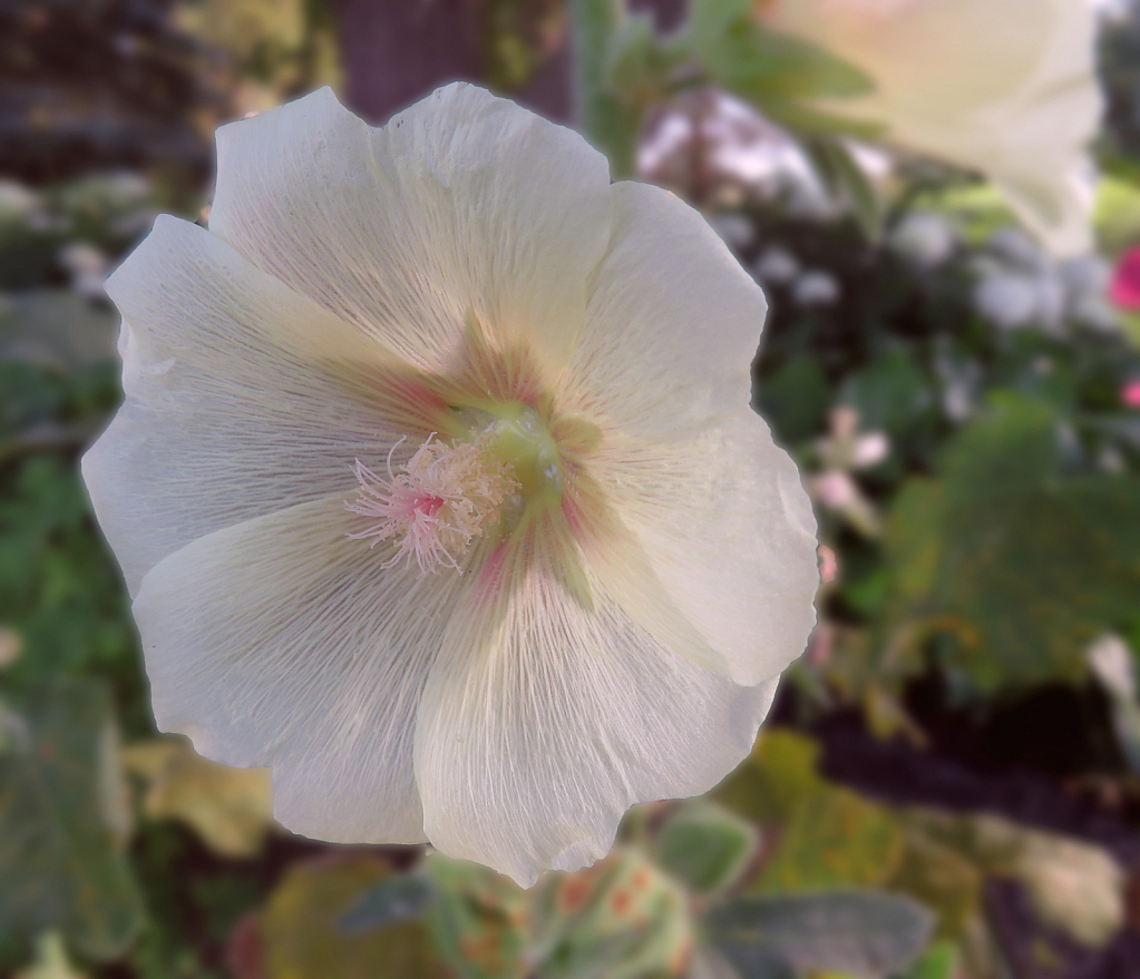 White Hollyhock