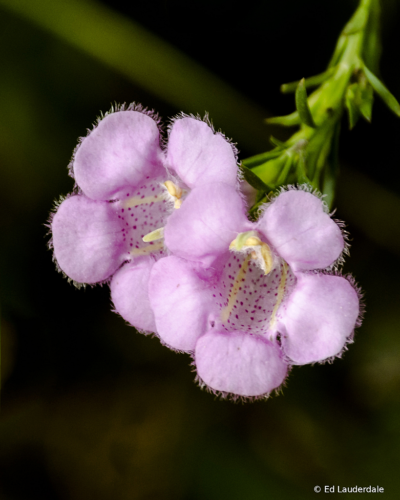 Pair In Pink