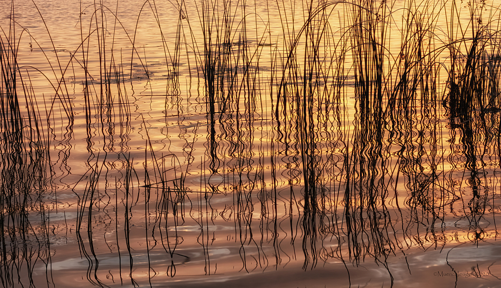 Reeds at Sunset