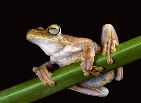 Gladiator frog