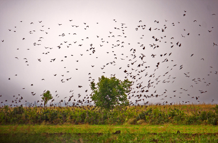 Birds