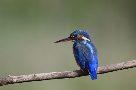 kingfisher