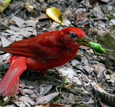 Happy Summer Tanager