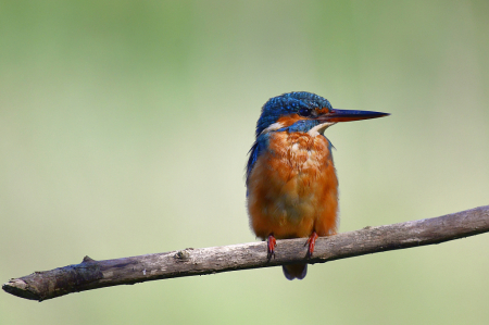 kingfisher