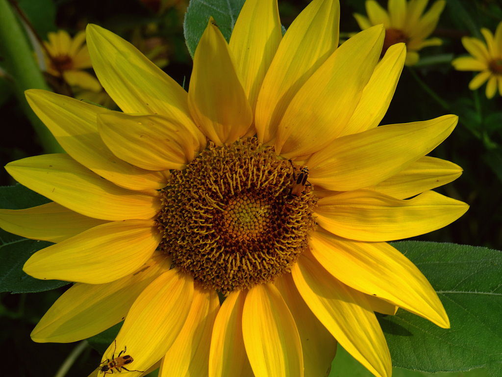 Buggy Sunflower