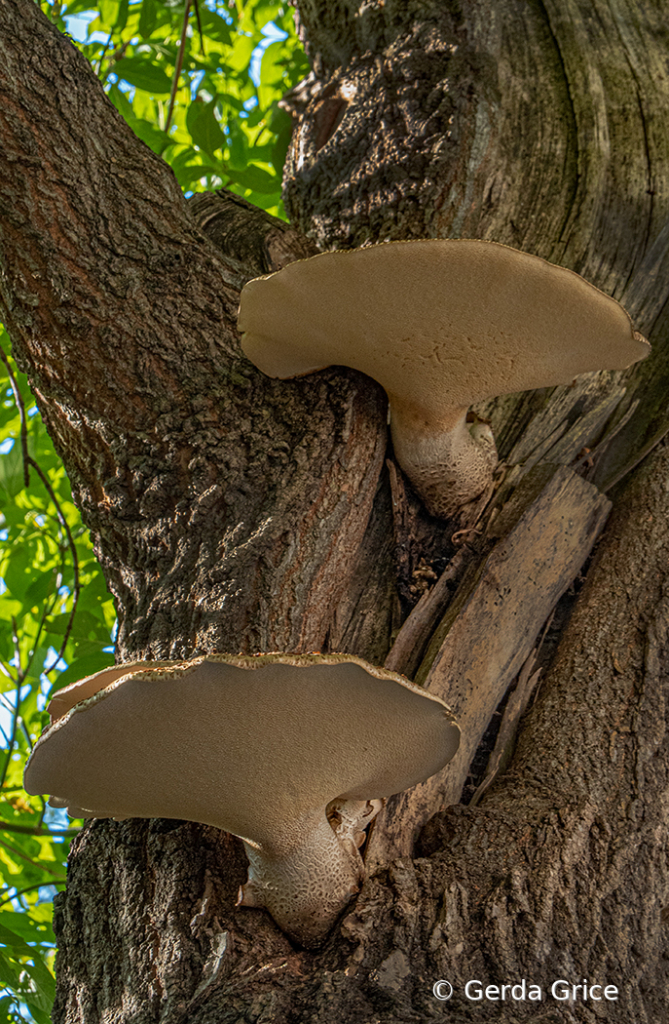 Large Fungi Growing out of Tree Trunk