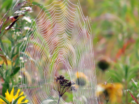 Looking Through The Web