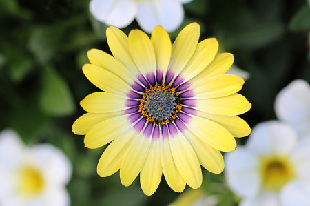 African Daisy 2