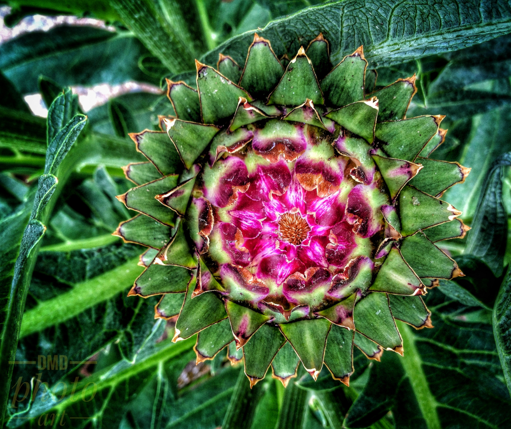 ~ ~ ARTICHOKE ~ ~ 