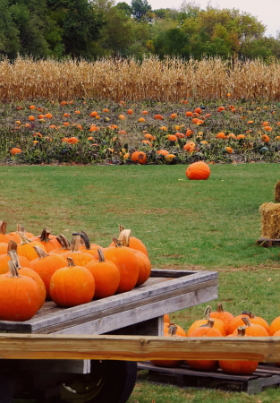 Pumpkins For Sale