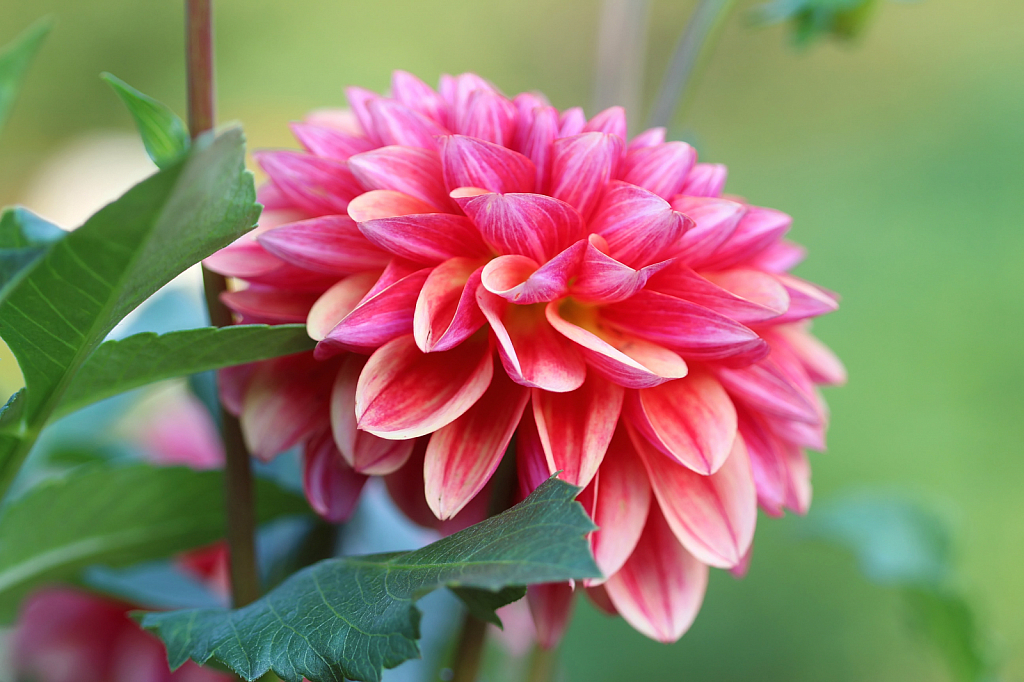 Dahlia Delight