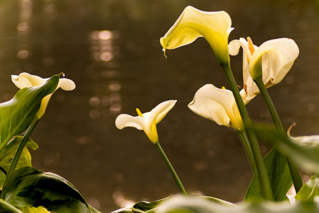 Lakeside Lillies