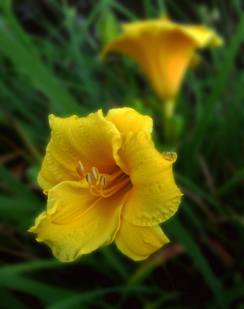 Daylilies