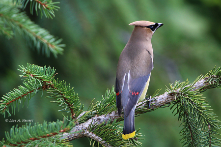 Cedar Waxwing 9