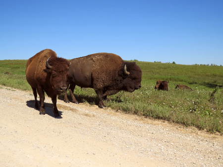 Neal Smith Wildlife Refuge