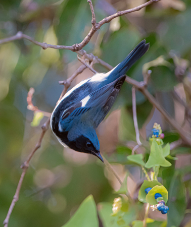 Black Throated Blue Warbler