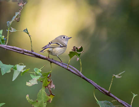 Ruby Crowned Kinglet